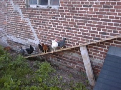 Aussen  Hühnerleiter steil gehts rauf