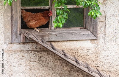 Sogar begrünte  Hühnerleitern gibts