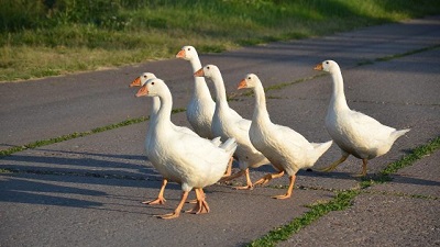 Spätere Martinigänse hier noch munter unterwegs