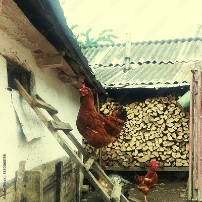 Stolzieren auf der  Hühnerleiter