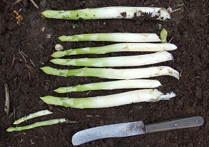 Anbau und Ernte ist kinderleicht und sollte auch für Sie kein Problem sein