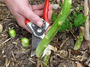 Bei der Ernte wird vorsichtig bodentief abgeschnitten, um die nachwachsenden Triebe nicht zu beschädigen