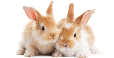 Fast zu niedlich zum Verspeisen