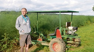 Spezialkulturen Dämme auch beim Grünspargel