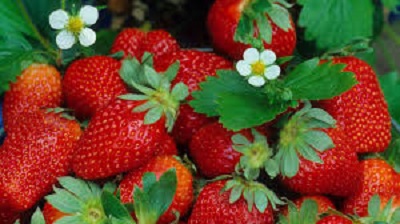 Erdbeeren mit Blüten
