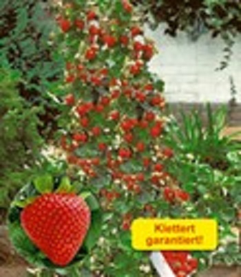 Kletter-Erdbeere  Hummi