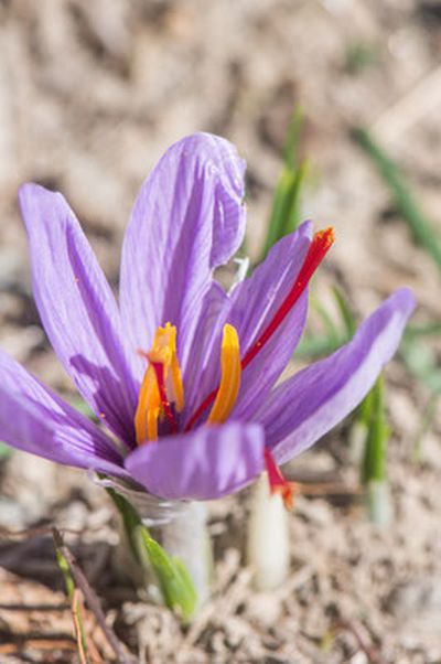 Schön geöffnet, bereit zum gepflückt werden
