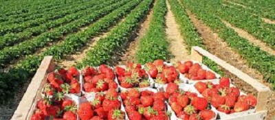 Erdbeerernte