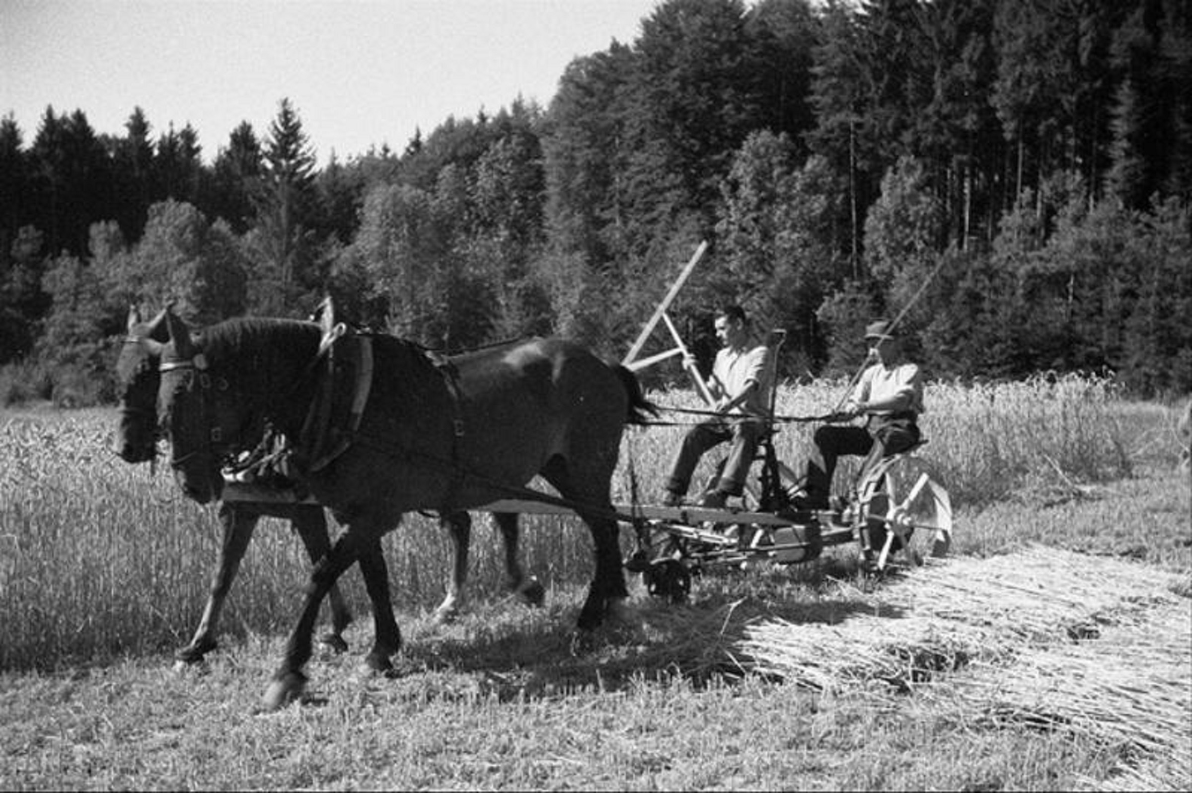 Anbauschlacht auf dem Gebiet des Flughafens Zürich
