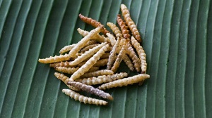 Frittierte Würmer sollen wegen des hohen Proteingehaltes sehr gesund sein