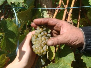 Impression vom Weingebiet an der Mosel 