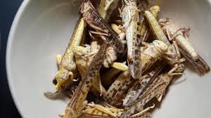 Insekten essen Diese Produkte gibt es schon im Supermarkt