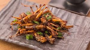 Insekten essen Eine Alternative zum Fleisch