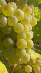 Prallvolle Riesling Traube