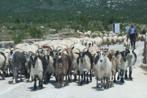 Ziegen haben Vortritt