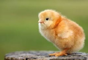 Was war zuerst, das Ei oder das Huhn