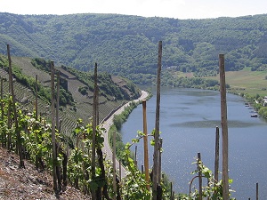 Weinberge  an der Mosel