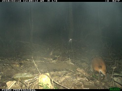 Neue eierlegende Säugetierart  Wilting A/Leibniz-IZW