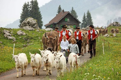 Alpaufzug Symbolbild