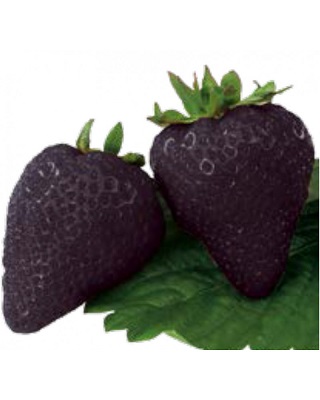 Erdbeere  Schwarze Ananas Pflanze