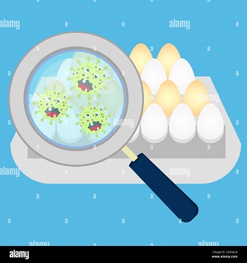 Salmonellen lauern überall