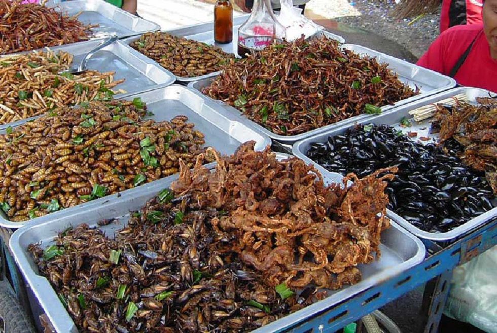Verkaufsstand mit Insektennahrungsmitteln in Bangkok, Thailand.