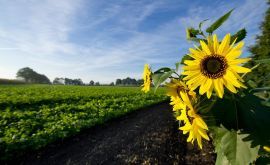 Auch für die Landwirtschaft im Oldenburger Münsterland läuft die Forschung für nachhaltige Entwicklungen  Quelle: Meckel  Copyright: Universität Vechta