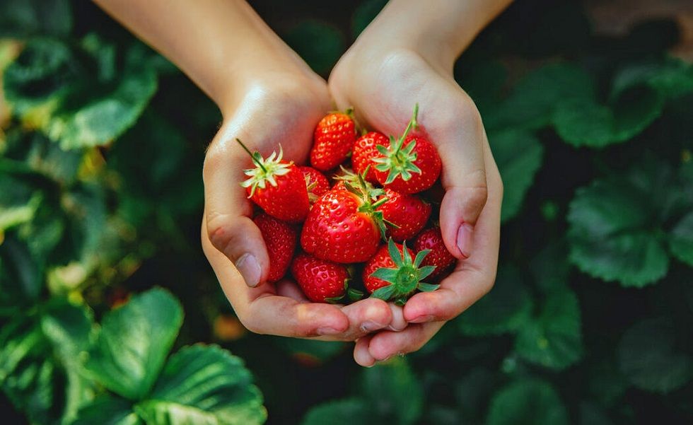 Rostocker Studie Erdbeeren machen jünger!