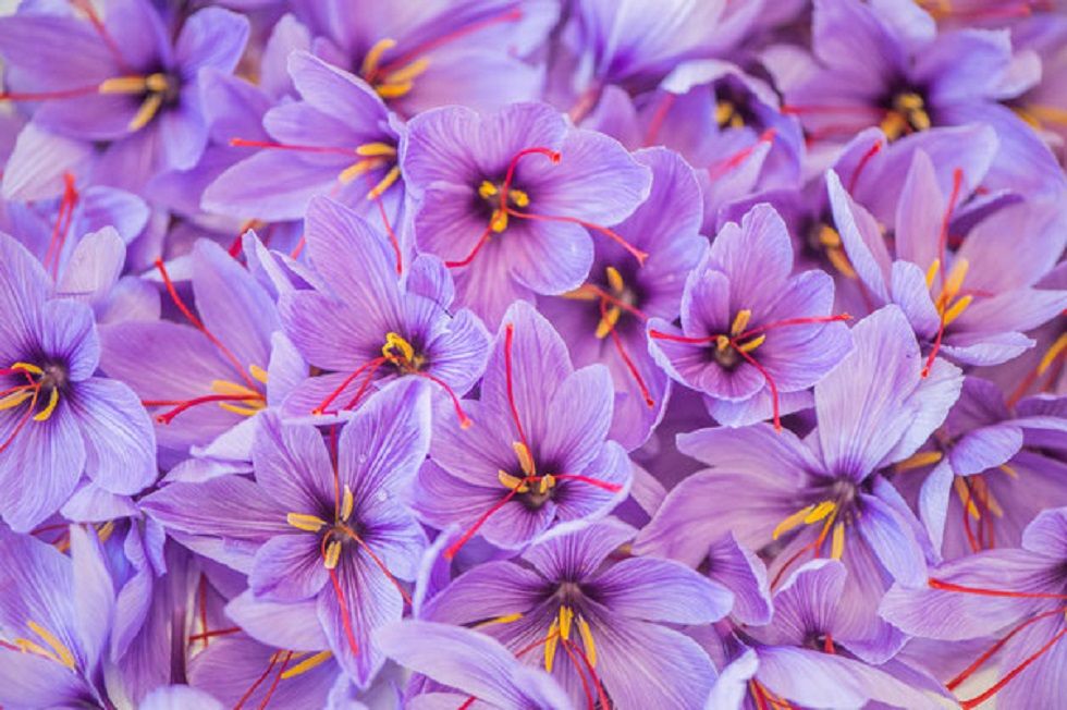 Safran in voller Blüte und schönster Farbe