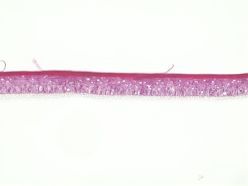 epiCS® - menschliche Epidermis, rekonstruiert aus primären menschlichen Keratinocyten  Quelle: Corporate  Copyright: Fraunhofer ISC/TLZ-RT