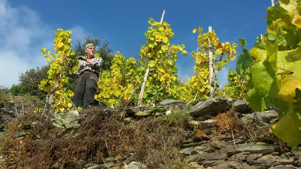 Harte Arbeit in den steilen Weinbergen