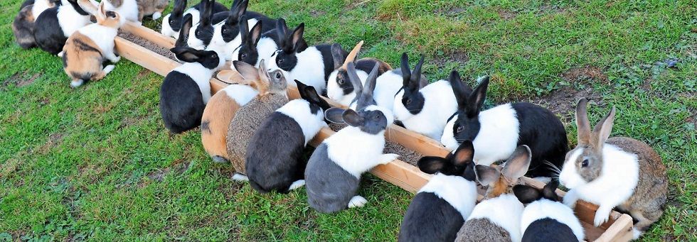 Noch nicht pfannenfertig